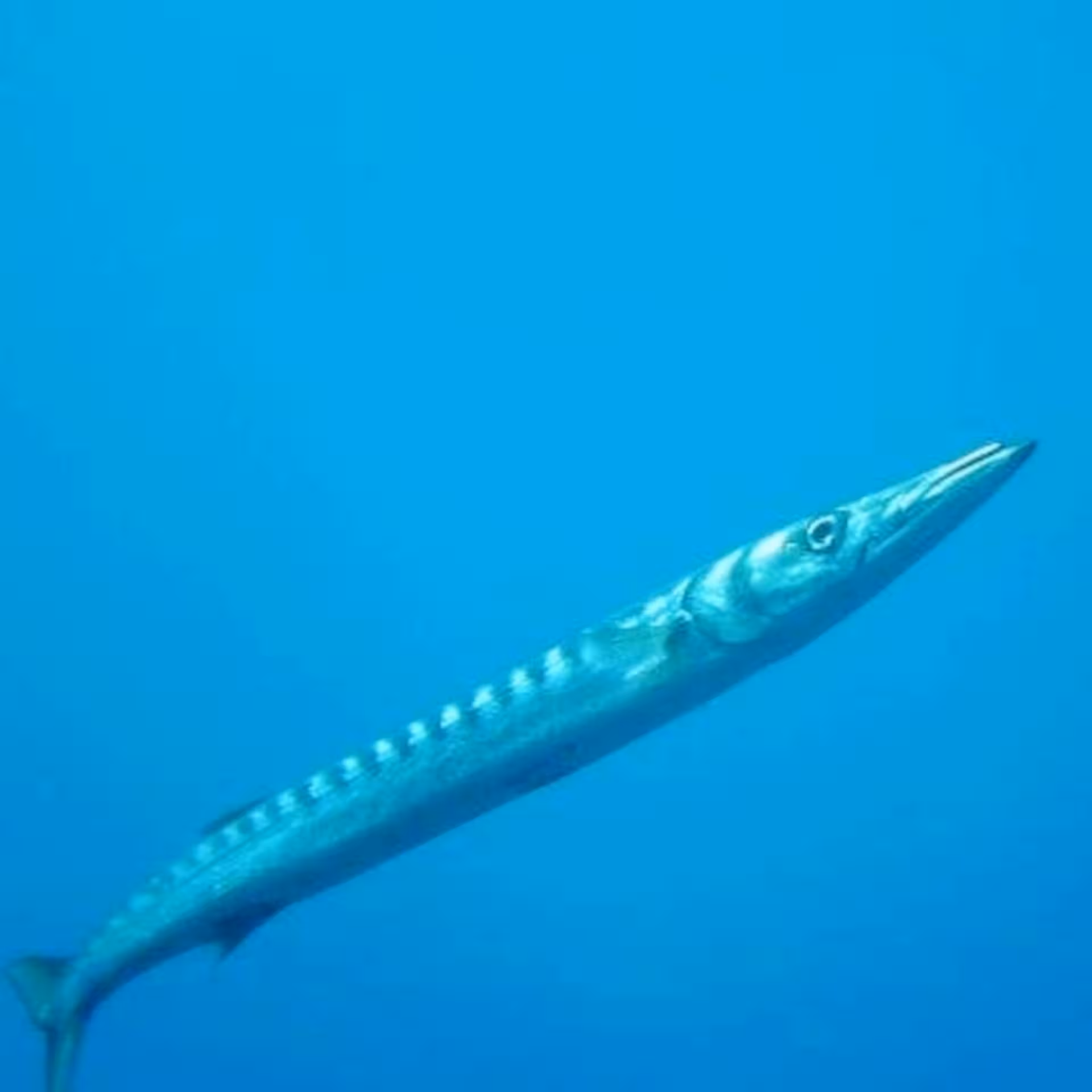 Solitary barracuda swims gracefully in clear waters of Capo Caccia, highlighting Alghero's diverse aquatic life.