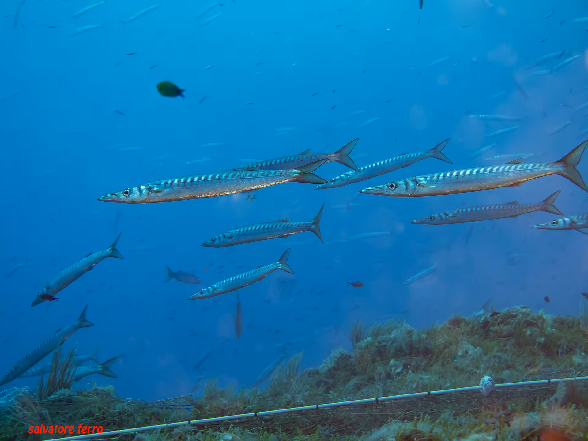Shoal of barracudas.