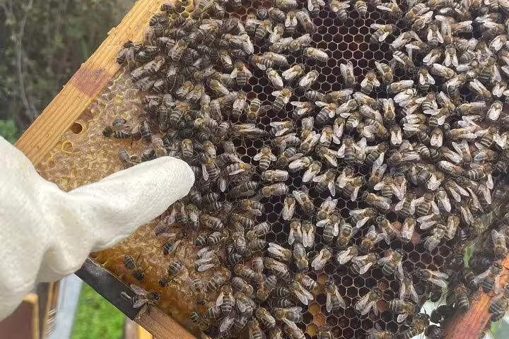 Close-up of a beekeeper's gloved hand pointing at a busy honeycomb during an Evora bee tour.