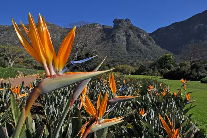 Vibrant Bird of Paradise flowers in Kirstenbosch Botanical Garden with Table Mountain backdrop on Cape Town tour.