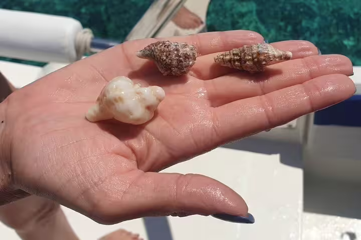 Seashells in hand on speedboat deck during Blue Cave and 5 Islands tour, crystal-clear Adriatic water
