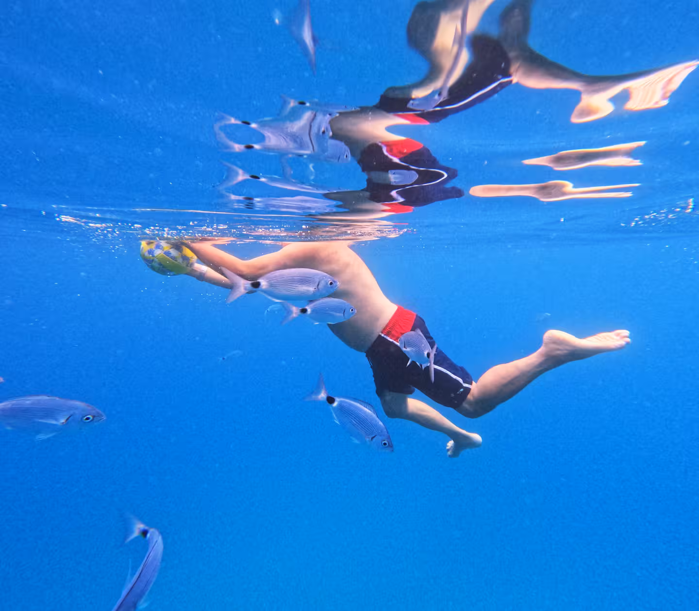 Snorkeling in crystal-clear Adriatic water on a Brač speedboat tour, swimming with fish in a secluded bay