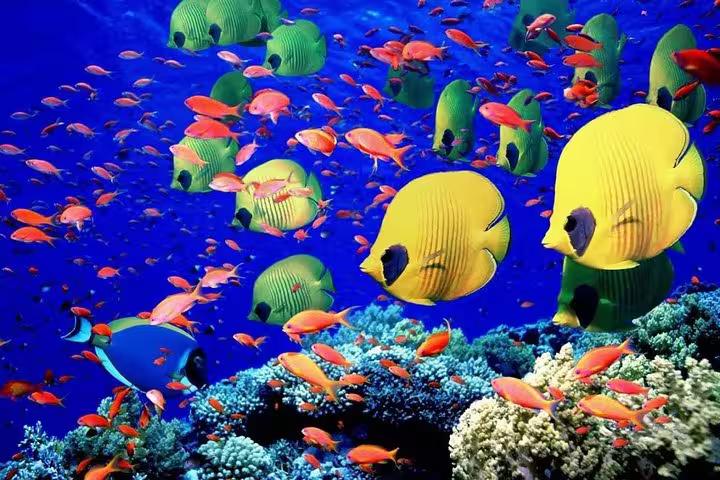 School of butterflyfish and reef fish over vibrant corals on semi submarine tour from Sharm El Sheikh