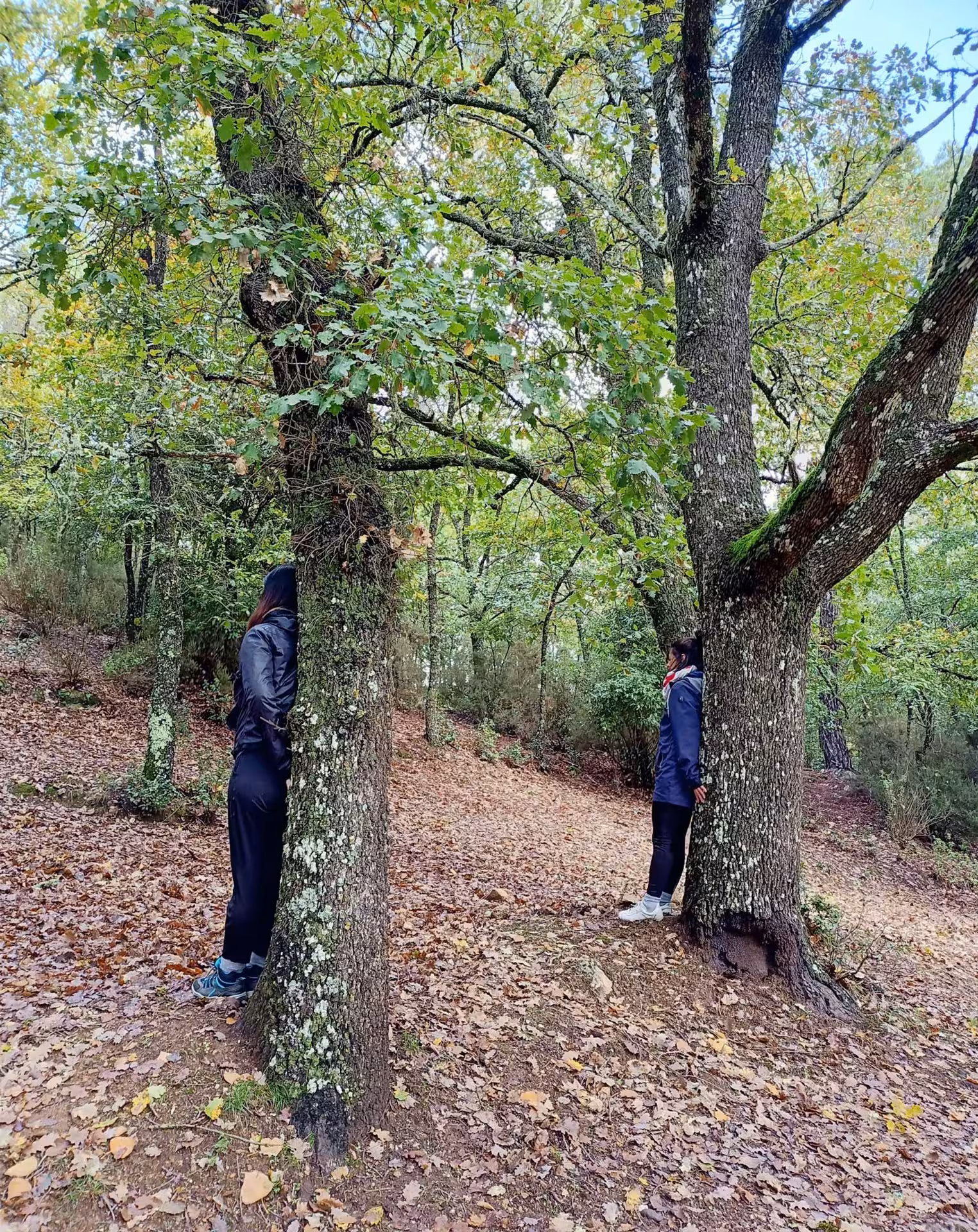 Two people practicing forest bathing, leaning against trees in the serene woods of Sette Fratelli Park, Cagliari.