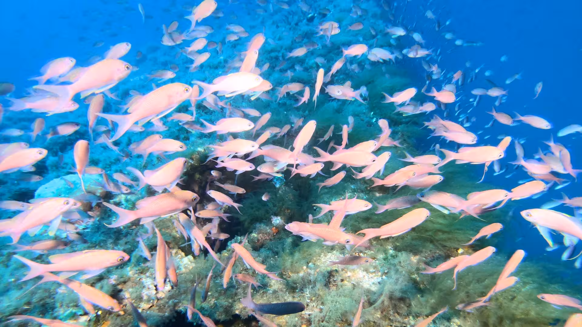 A vibrant school of fish swims over colorful coral reefs, showcasing Cagliari's rich marine biodiversity for divers.