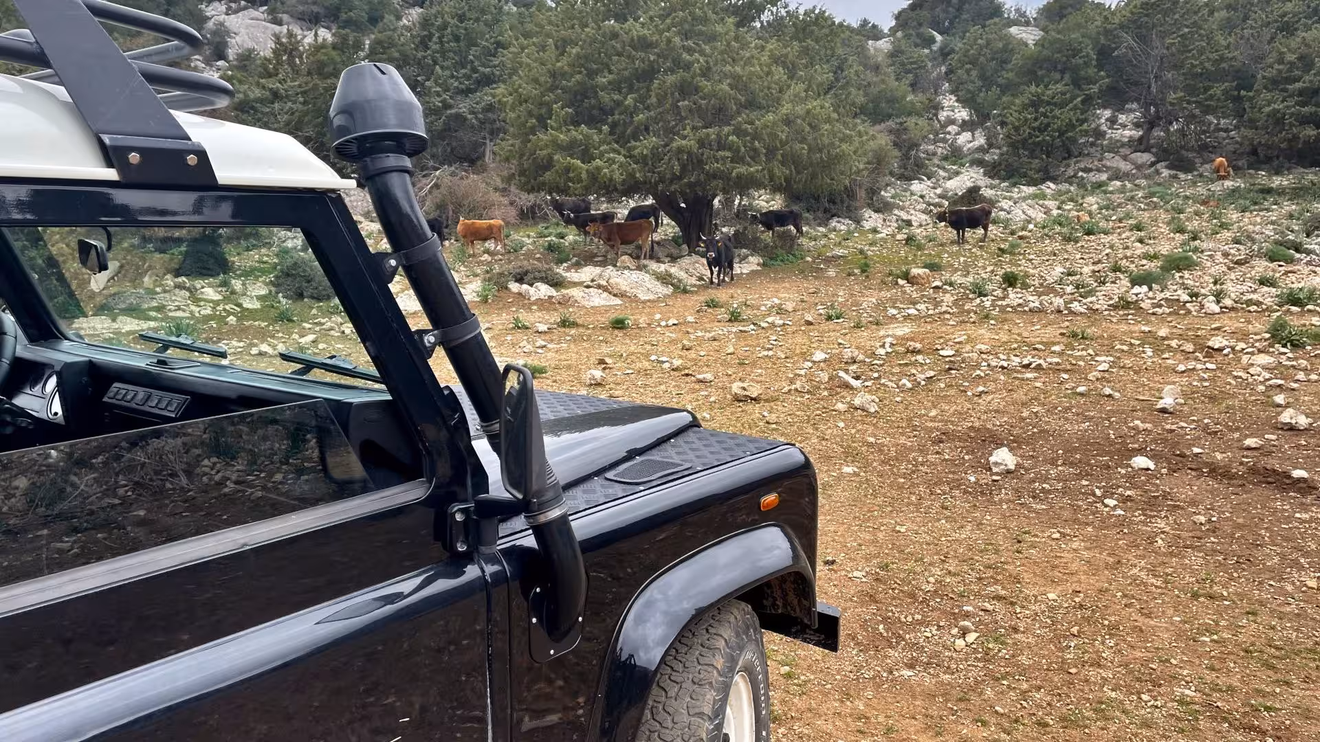 Off-road vehicle parked on rocky terrain with cows grazing near Cala Gonone, perfect for a Tiscali trekking adventure.