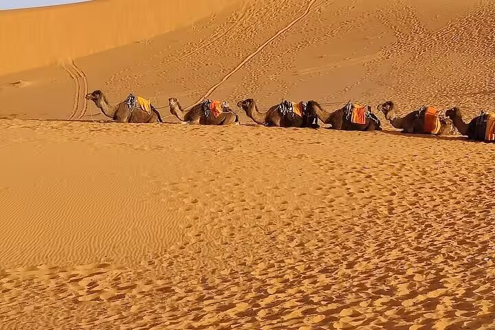 Camel caravan resting on the golden dunes of Merzouga, a highlight of the Fes to Marrakech desert tour.