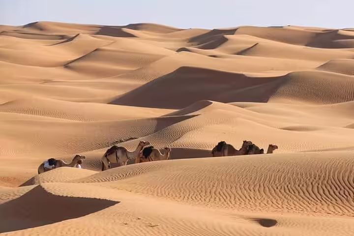 Camel caravan crossing the vast golden dunes of the Wahiba Sands, offering an authentic desert experience in Oman.