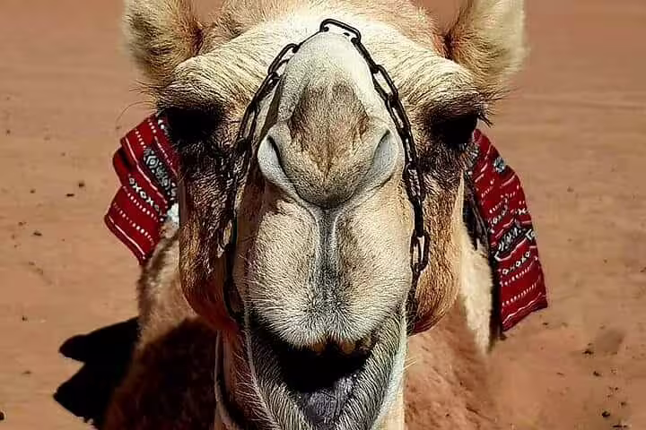 Close-up of a camel adorned with decorative harness in the Omani desert, showcasing cultural experiences on a private tour.