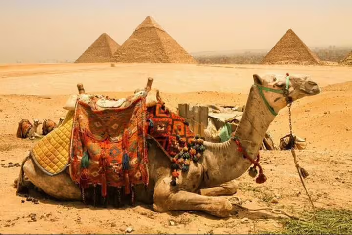 Resting camel with colorful saddle in front of Giza Pyramids, ideal for private 3-hour camel tour Cairo