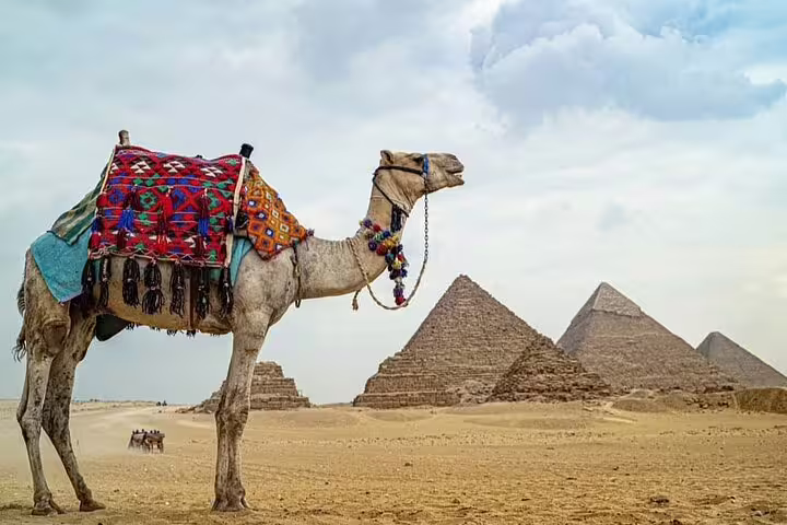 Camel in desert with colorful saddle facing the Giza Pyramids, ideal for private 3-hour camel tour