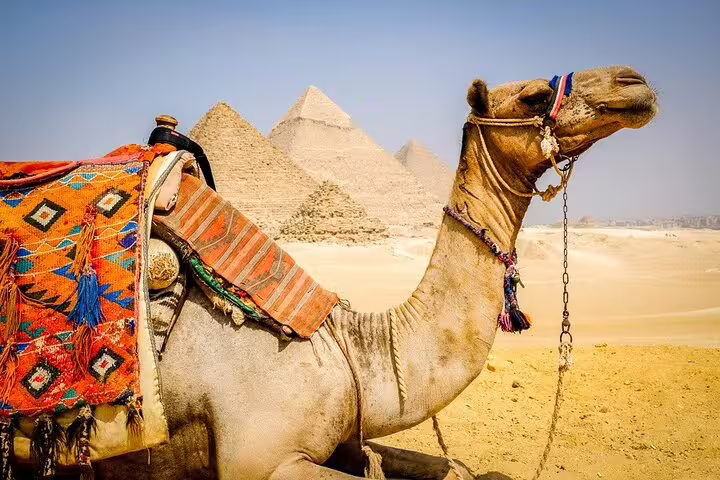 Close-up camel with traditional saddle and Giza Pyramids backdrop, private 3-hour Giza tour with camel ride
