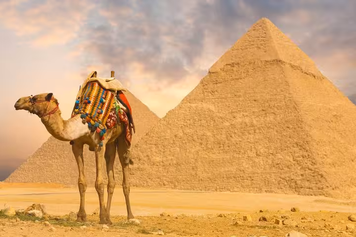 Camel in front of the Giza Pyramids at sunset, highlight of a full-day Cairo excursion tour