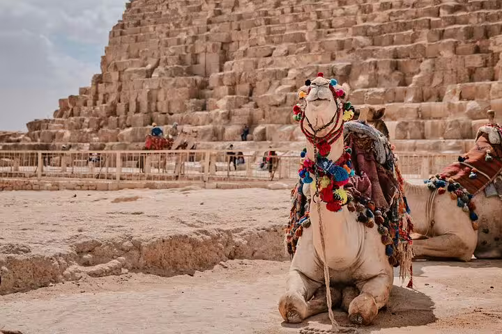 Decorated camel resting near the Great Pyramid of Giza, classic highlight on a 4-day Cairo short break package