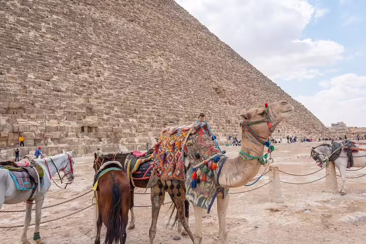 Decorated camel and horses beside the Great Pyramid of Giza on Cairo day tour from Alexandria port return