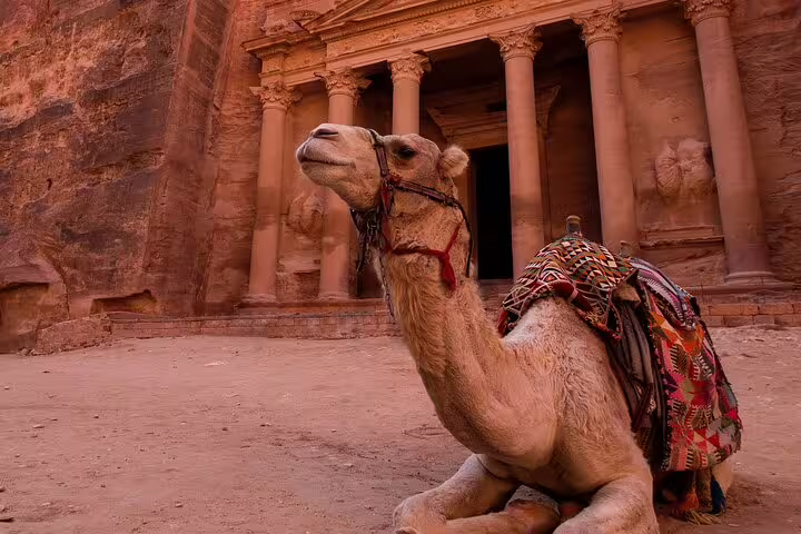 Close-up camel resting at Petra Treasury entrance, authentic moment on Petra tour from Sharm by cruise