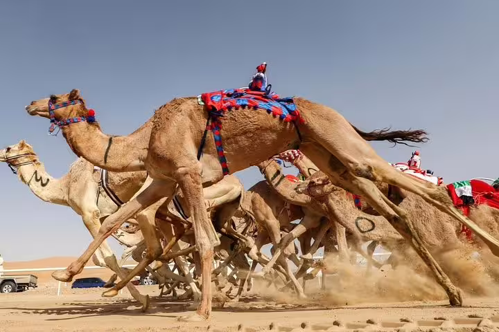 Witness the excitement of camels in full sprint during a dynamic desert race, capturing Arabian adventure at its peak.