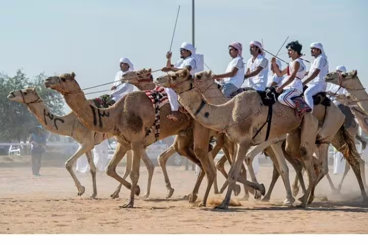 Experience the thrill of a camel race as riders in white attire compete on sandy tracks under a clear blue sky.