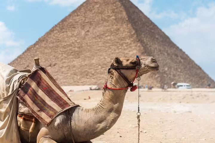 Camel resting in the desert with the Great Pyramid of Giza behind, Egypt camel ride day tour photo stop