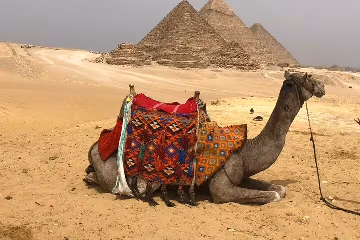 Camel resting in Giza Desert with pyramids behind, included camel ride on private pyramids, Sphinx and ATV tour