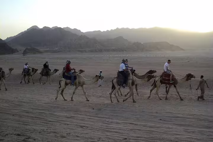 Camel ride in Sinai Desert at sunset from Sharm El Sheikh, part of ATV quad bike, stargazing and dinner show tour