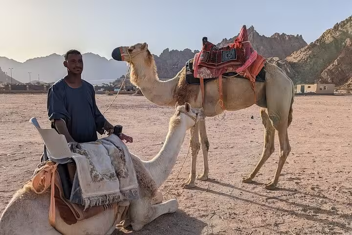 Camel handler with saddled camels in Hurghada desert, ideal for one-hour camel riding tour with transfer