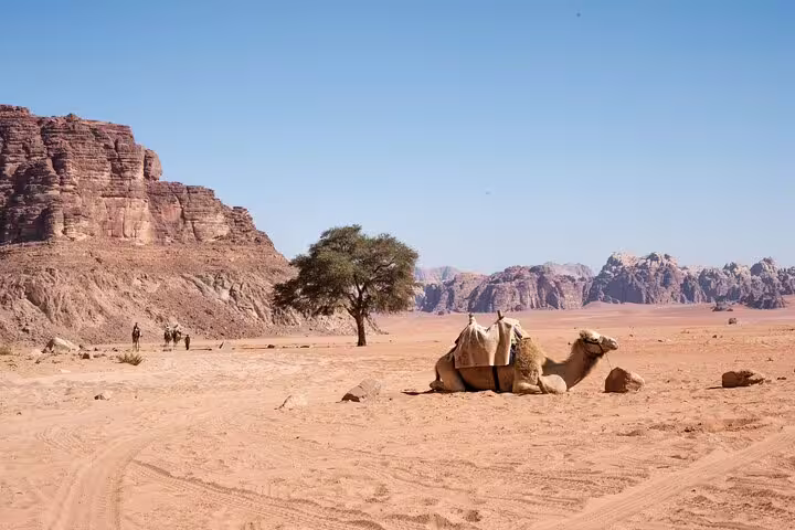 Camel resting in Wadi Rum desert on Petra tour from Taba by ferry boat, Jordan sightseeing day trip