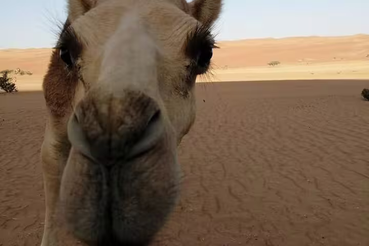 Close-up of a camel in Wahiba Sands desert, highlighting the wildlife experience on a private camping tour from Muscat.