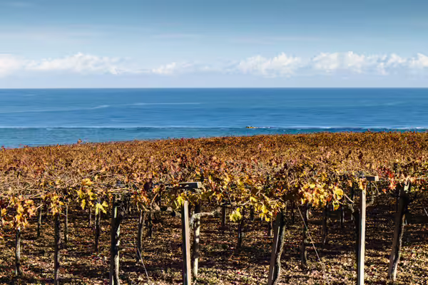 Coastal vineyard rows under blue sky, part of Cantine Mucci winery visit with vineyard walk and wine tasting