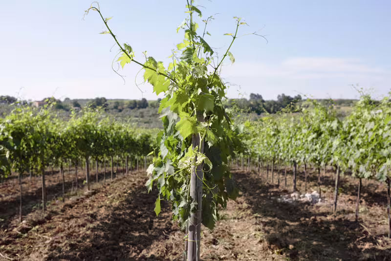 Young grapevine in sunlit rows during Cantine Mucci winery tour, vineyard stroll and wine tasting experience