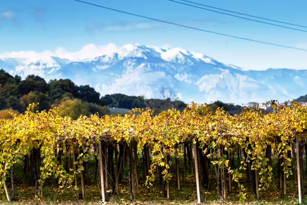Golden vineyard with mountain backdrop on Cantine Mucci winery tour, scenic vineyard stroll and wine tasting
