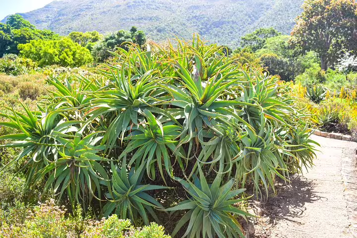 Lush aloe plants thriving under the Cape of Good Hope's vibrant sun, showcasing South Africa's diverse flora.