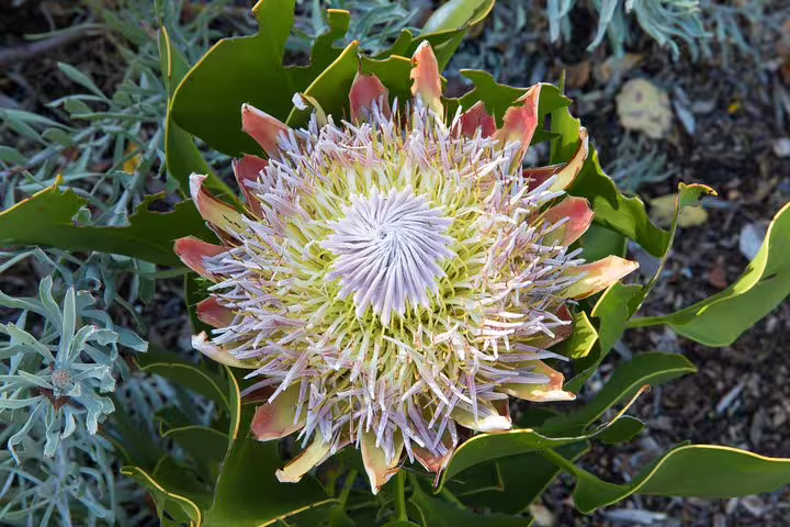 Close-up of a blooming protea flower at Cape of Good Hope, highlighting diverse flora on the private tour.