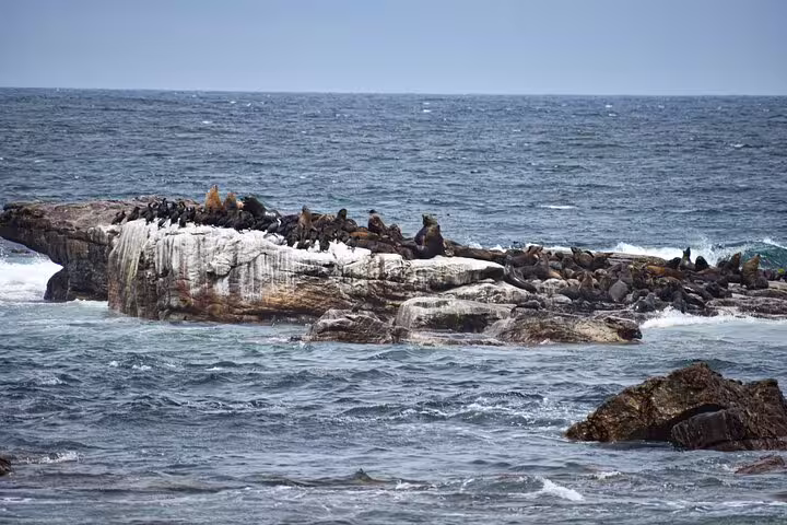 Seals lounging on rocky outcrop at Cape of Good Hope, surrounded by ocean waves and dramatic skies.