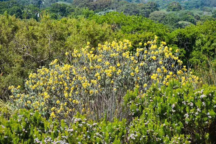 Vibrant yellow fynbos in lush greenery at Cape of Good Hope on private tour, showcasing South Africa's flora.