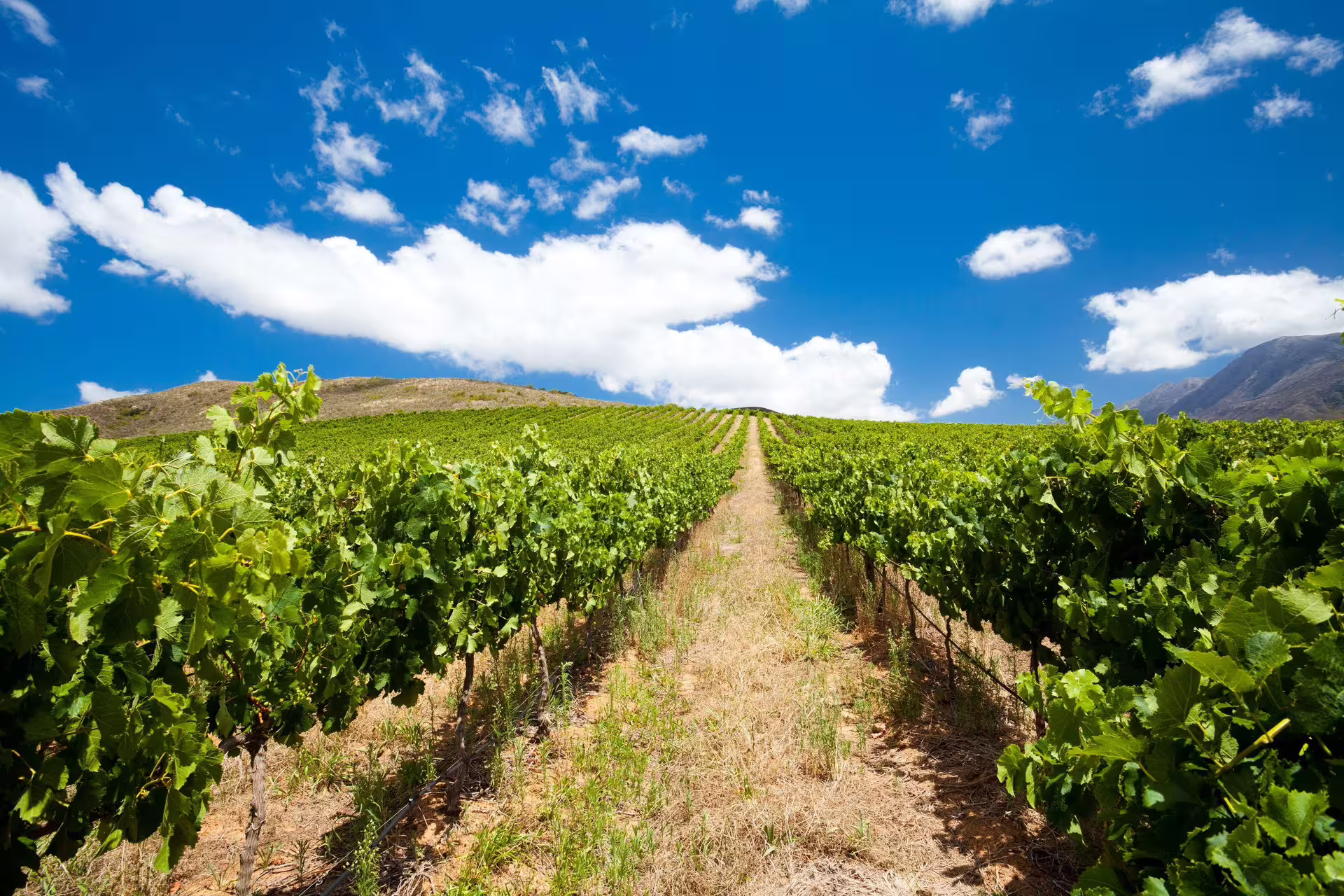 Close-up of vibrant grapevines under a clear blue sky in the Cape Winelands, perfect setting for a wine tasting tour.