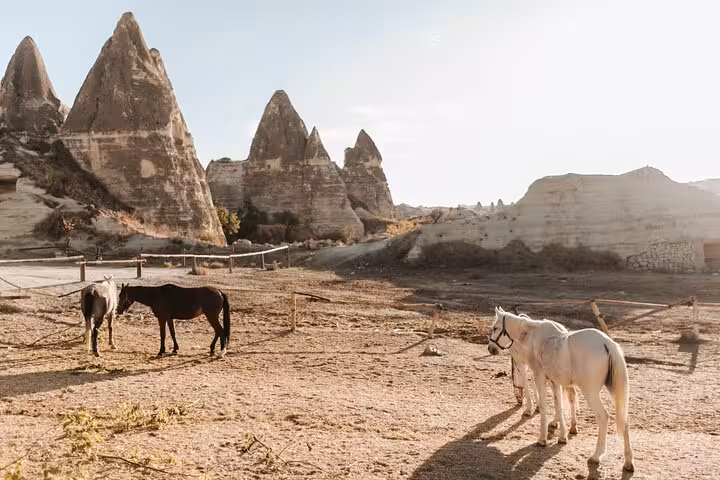 Horses grazing near Cappadocia fairy chimneys at sunset, scenic stop on a 2-hour horseback riding tour