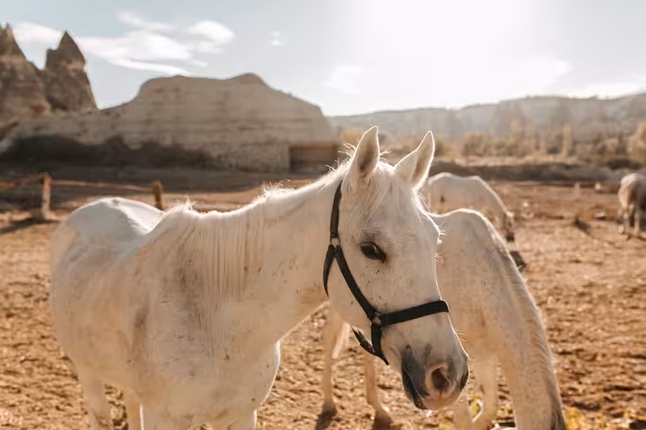 White horse in Cappadocia ranch at golden hour, perfect for a 2-hour sunset horseback riding tour