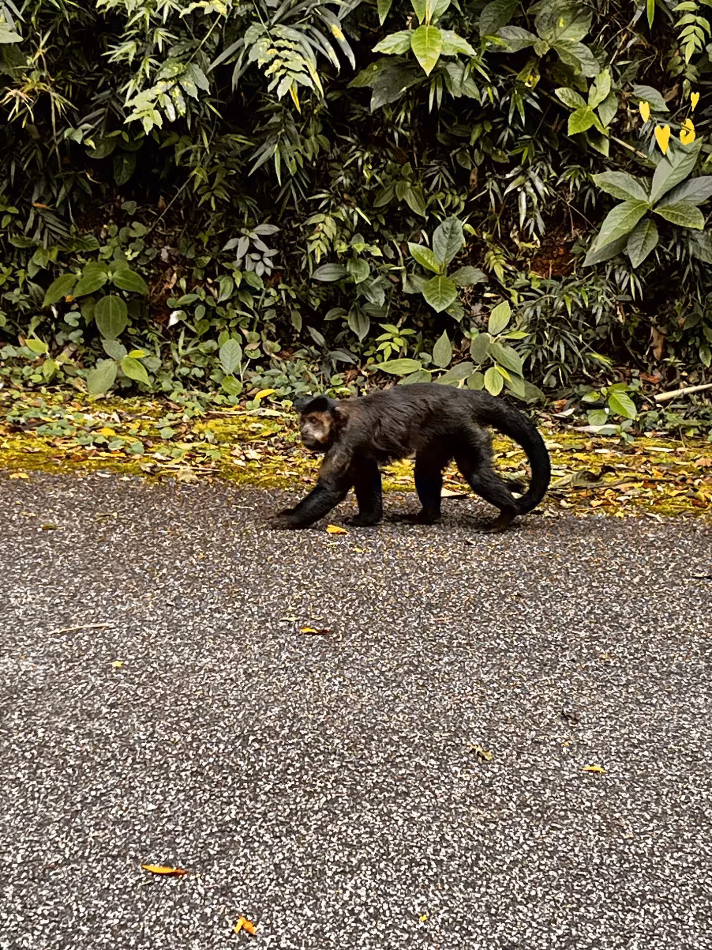 Capuchin monkey crossing road in Tijuca Forest, Rio de Janeiro, spotted during guided mountain bike rainforest tour