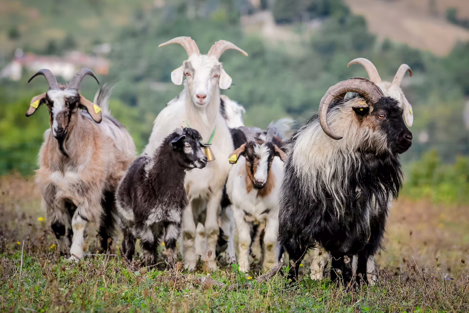 Herd of cashmere goats grazing on San Leo farm, Italy, during authentic agritourism animal encounter tour