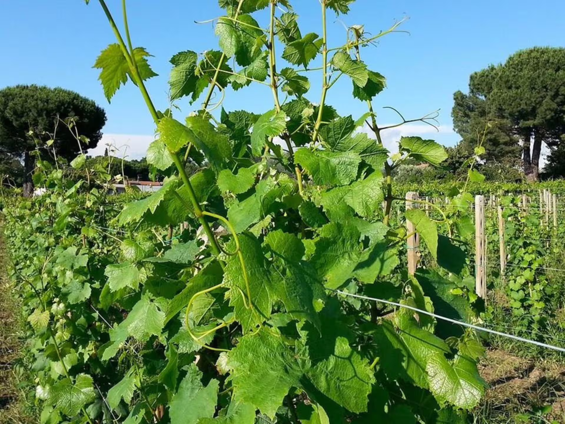 Vibrant vineyard rows with lush green leaves at Castelli Romani, perfect for a wine tasting tour experience.