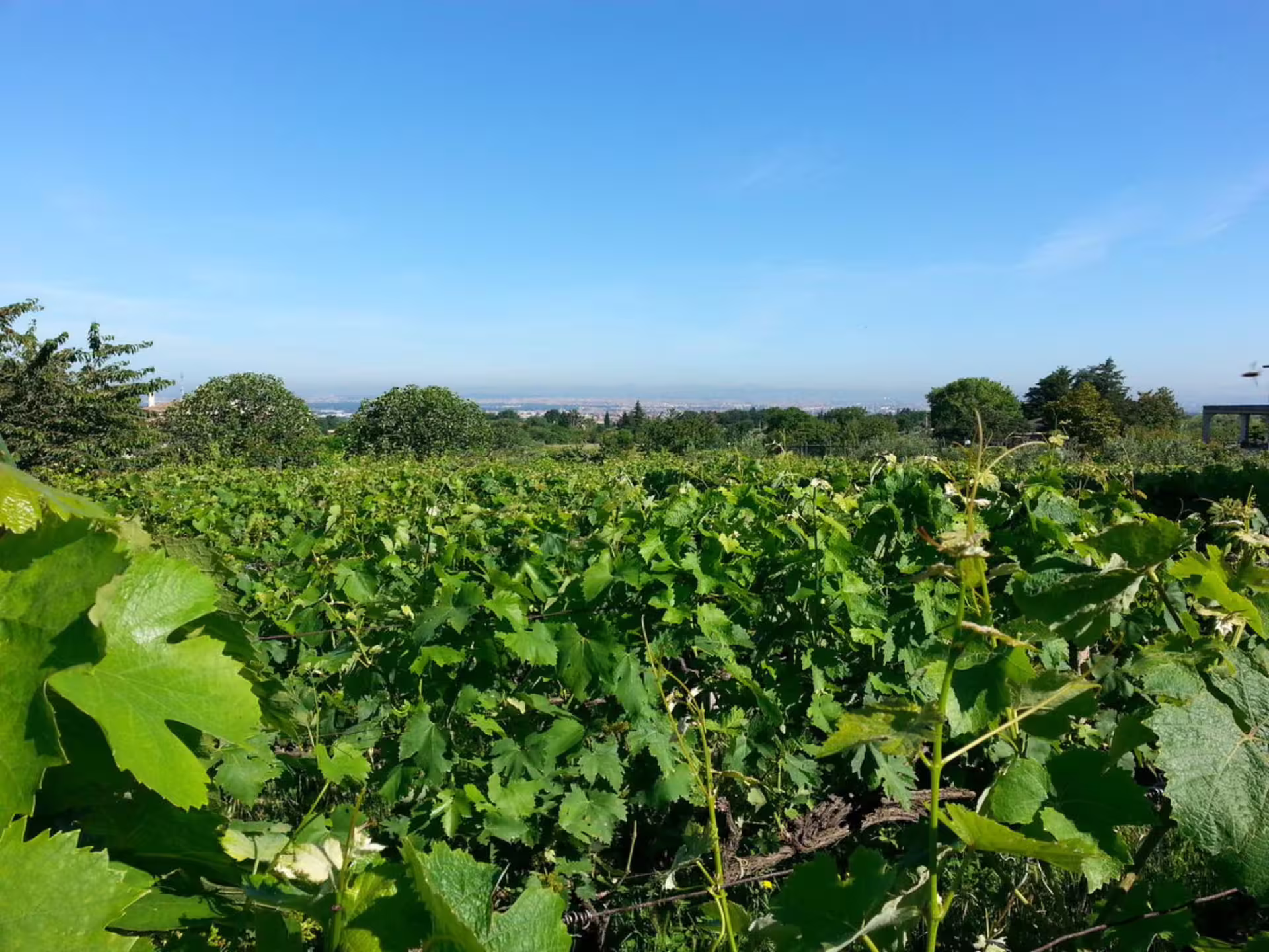 Lush vineyard view under a clear blue sky at Castelli Romani, ideal for wine tasting tours and medieval town visits.