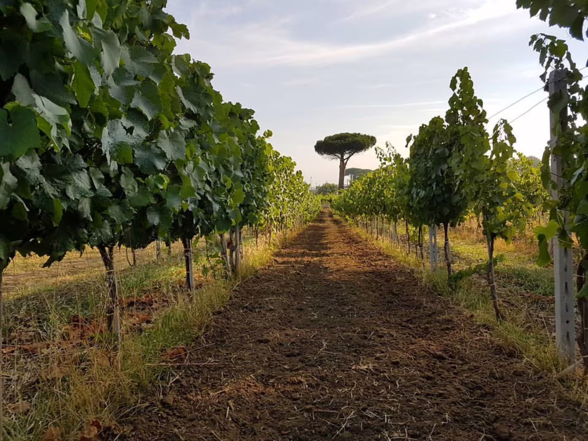 Lush vineyard rows at Castelli Romani with iconic Italian pine tree, ideal for wine tasting and cultural exploration.