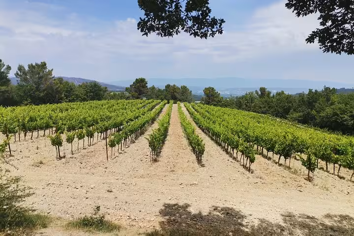Château La Coste vineyard rows in Provence, panoramic landscape view on Wine Elegance discovery tour
