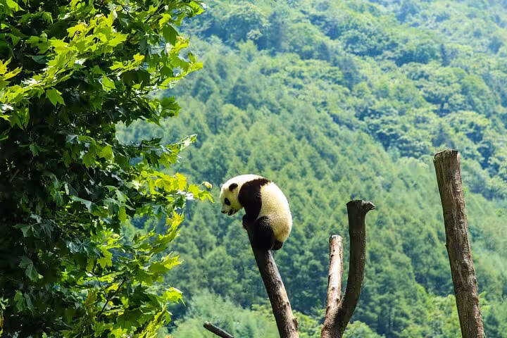 Giant panda perched on a tree branch surrounded by lush greenery at Chengdu Panda Base, ideal for nature lovers.