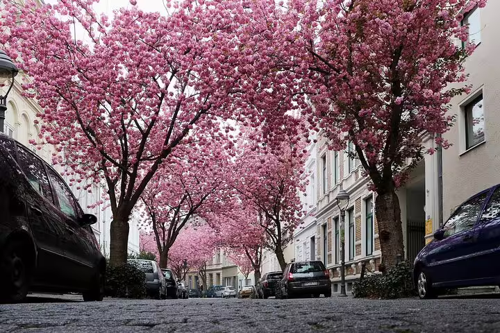Cherry blossom street in Bonn on a self-guided e-scavenger hunt walking tour, exploring landmarks at your pace