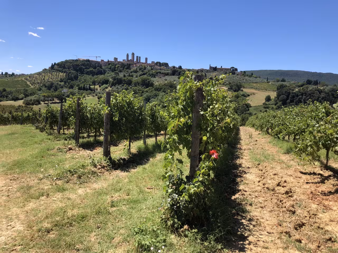 Vineyard rows stretch towards a Tuscan hilltop town, showcasing Chianti Classico's scenic wine region.