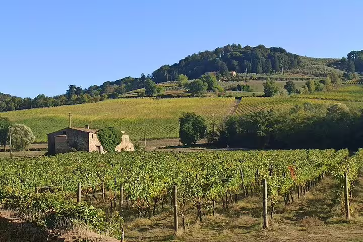 Sunlit Chianti Classico vineyard near San Gimignano with stone farmhouse and rolling Tuscan hills on a half-day wine tour