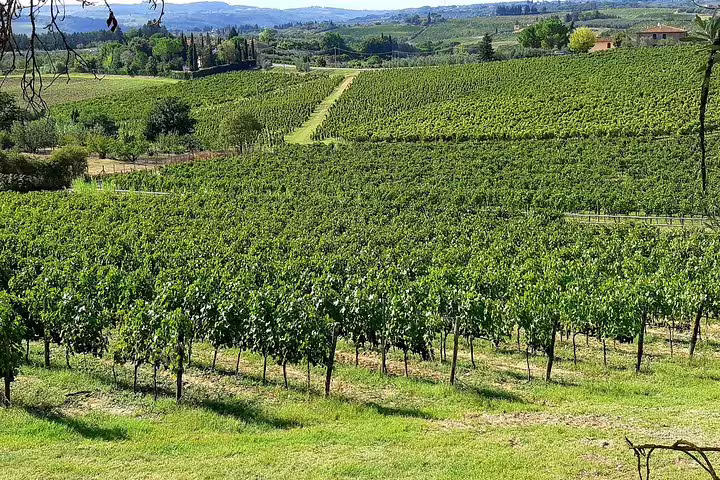 Panoramic view of lush Chianti Classico vineyards in the Tuscan countryside, visited on a morning winery tour with lunch