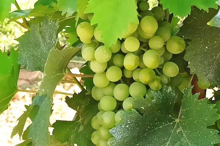 Sunlit green grapes ripening on the vine in a Chianti vineyard, ideal for a Tuscan private wine tour and cellar tasting